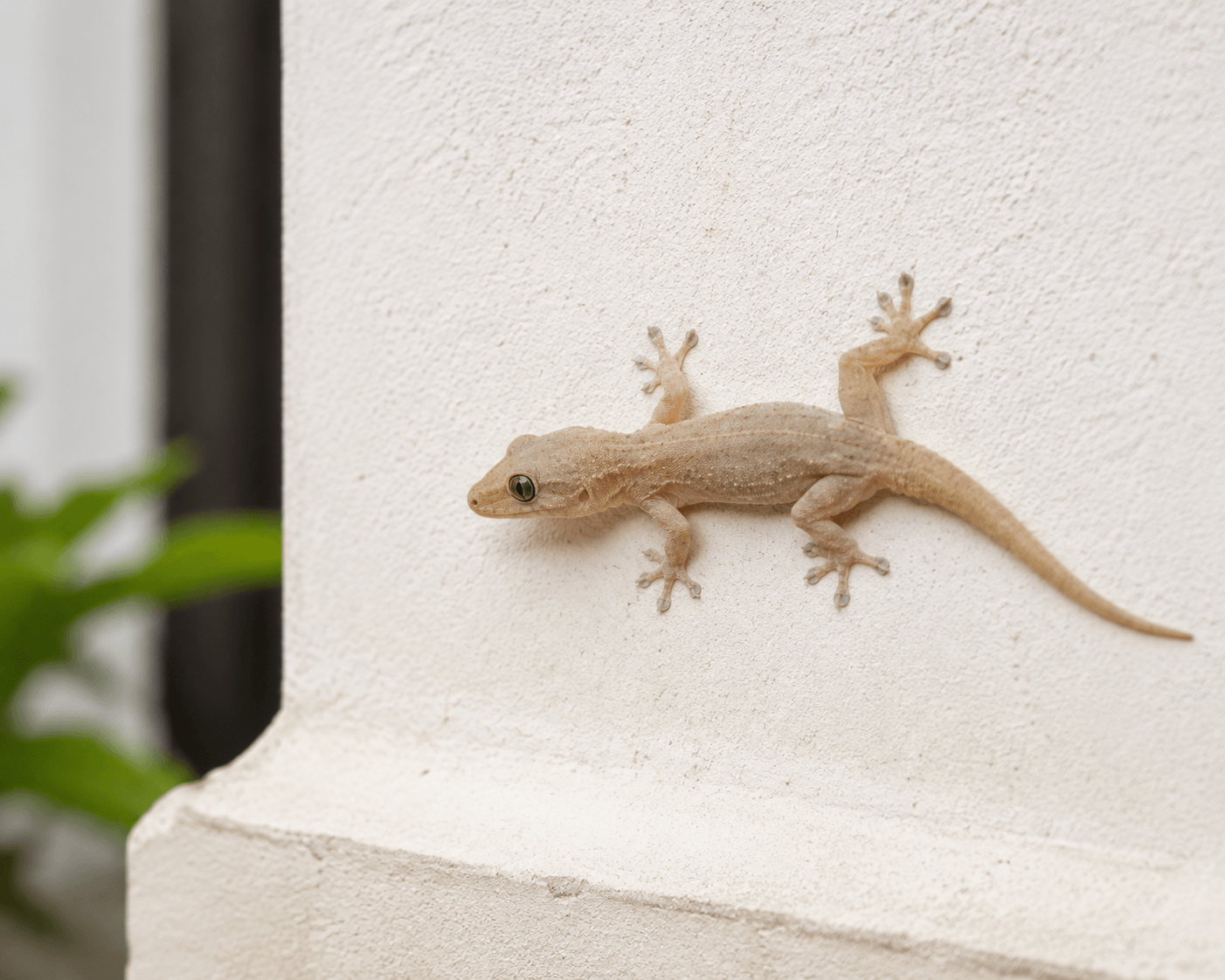 Lizard Control