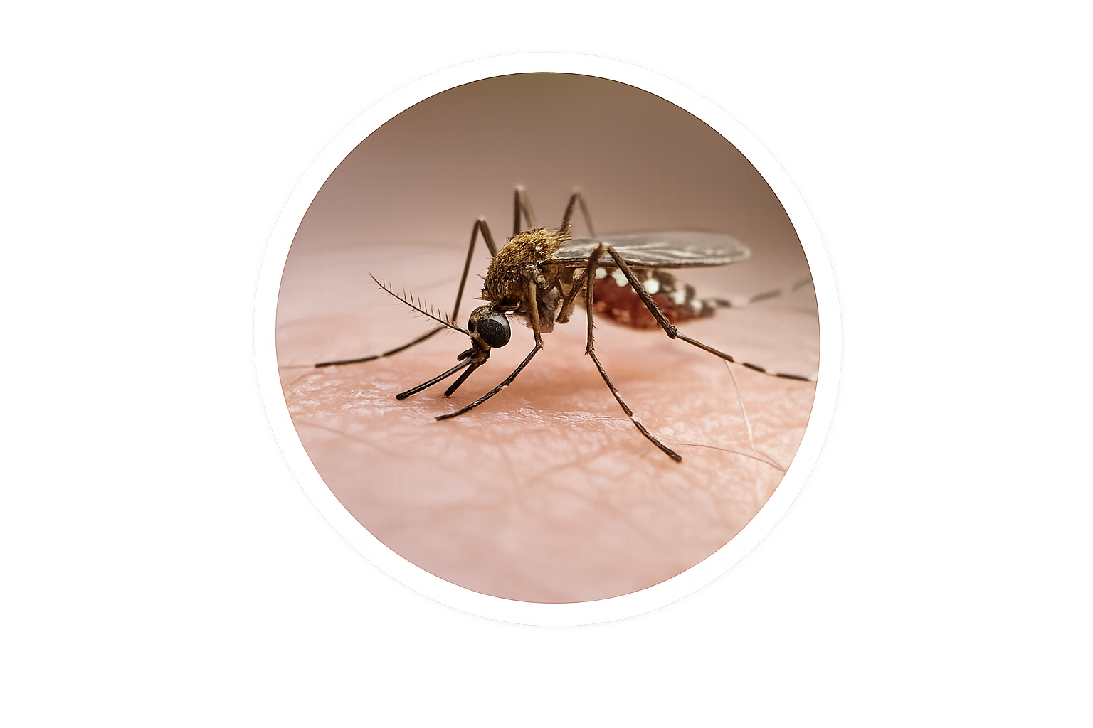 Pest Management