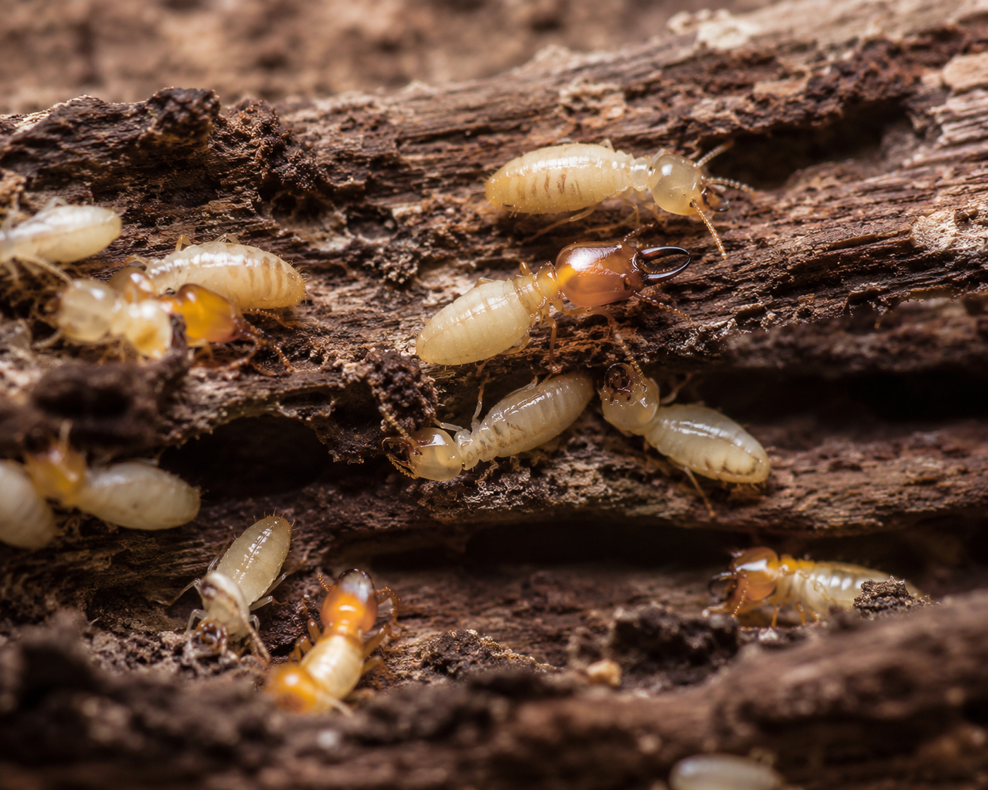 Termite Control