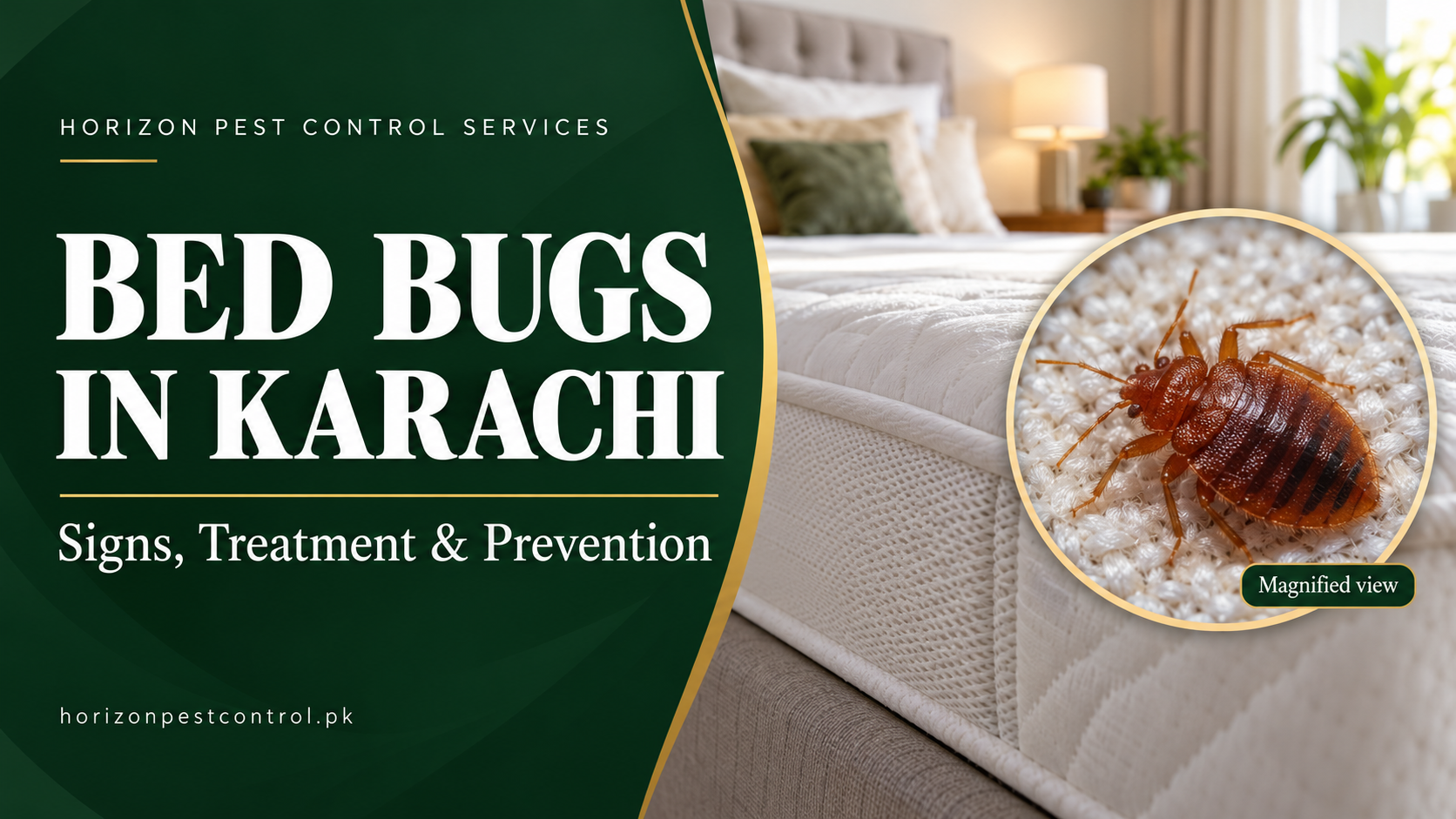 Bed Bugs in Karachi: How to Spot Them and What to Do Next